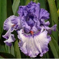 Iris veľkokvetý Sweet Geisha