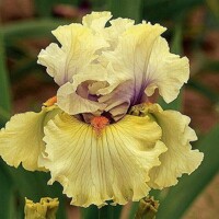 Iris veľkokvetý Trade Secret