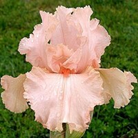 Iris veľkokvetý Peggy Sue