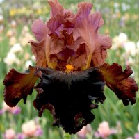 Iris veľkokvetý Fabulous Fortune