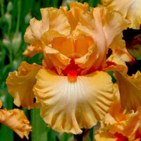 Iris veľkokvetý Charmed I Am Sure