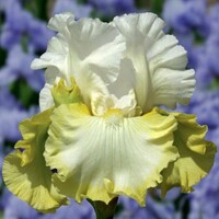 Iris veľkokvetý Happy Hugs