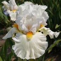Iris veľkokvetý Pearl In Heaven