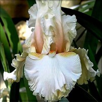 Iris veľkokvetý Natural Blond