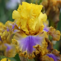 Iris veľkokvetý Good Morning Sunshine