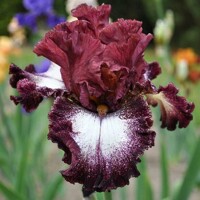 Iris veľkokvetý Huckleberry Sundae