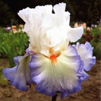 Iris veľkokvetý Restless Heart