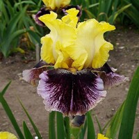 Iris veľkokvetý Secret Belle