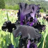 Iris veľkokvetý One More Night