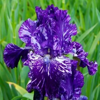 Iris veľkokvetý Splatter Matter