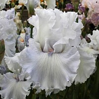 Iris veľkokvetý All Things Considered