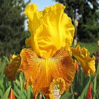 Iris veľkokvetý Barneys Gal