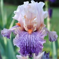 Iris veľkokvetý Get Rhythm
