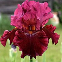 Iris veľkokvetý Royston Rabies