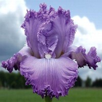Iris veľkokvetý Super Model