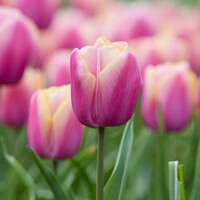 Tulipany Holland Beauty - 5 ks v balení