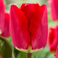 Tulipany Fostery King - 5 ks v balení