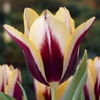Tulipany Gavota - 5 ks v balení