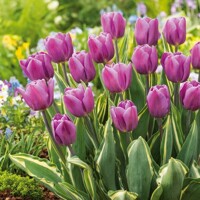 Tulipany Purple Flag Design - 5 ks v balení