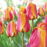 Tulipany Apeldoorn Elite - 5 ks v balení