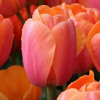 Tulipany Impression Apricot - 5 ks v balení