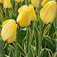 Tulipany Garant - 5 ks v balení