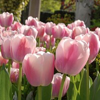 Tulipany Ollioules - 5 ks v balení