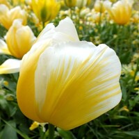 Tulipany Sweetheart - 5 ks v balení
