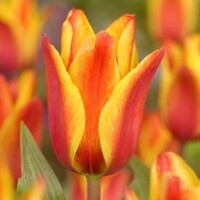 Tulipany Border Queen - 5 ks v balení