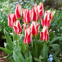 Tulipany Buddy - 5 ks v balení