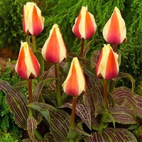 Tulipany Donna Bella - 5 ks v balení