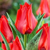 Tulipany Julius Caesar - 5 ks v balení