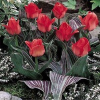 Tulipany Oratorio - 5 ks v balení