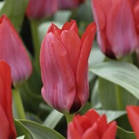 Tulipany Soraya - 5 ks v balení