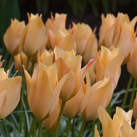 Tulipany Bronze Chharm - 5 ks v balení