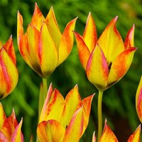Tulipany Flava - 5 ks v balení