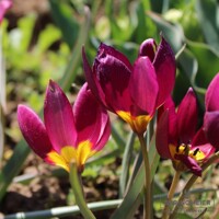 Tulipany Odalisque - 5 ks v balení
