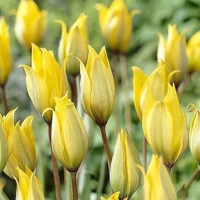 Tulipany Sylvestris - 5 ks v balení