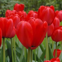 Tulipany Impression Red - 5 s v balení