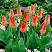 Tulipany Spring Pearl - 5 ks v balení