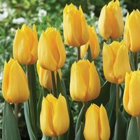 Tulipany Emperor Yellow - 5 ks v balení