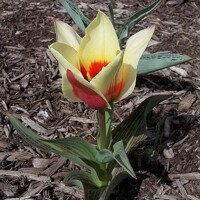 Tulipany Zampa - 5 ks v balení