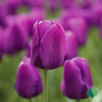 Tulipany Purple Flag - 5 ks v balení