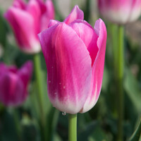 Tulipany Royal Ten - 5 ks v balení