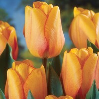 Tulipany Apeldoorn Blushing - 5 ks v balení