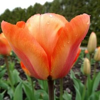 Tulipany My Lady - 5 ks v balení