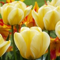 Tulipany Jaap Groot - 5 ks v balení