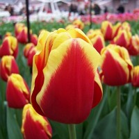 Tulipany Denmark - 5 ks v balení
