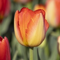Tulipany Prins Claus - 5 ks v balení