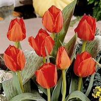 Tulipany Grand Prestige - 5 ks v balení